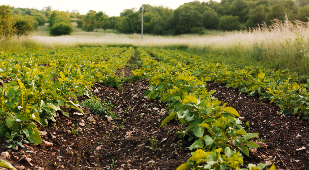 Manejo Fitosanitario de Cultivos Básicos